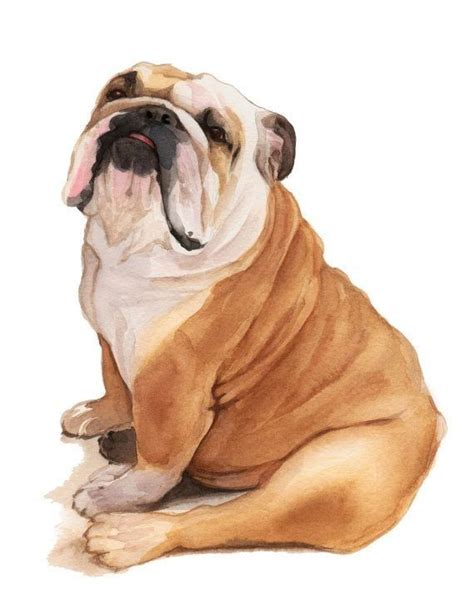 Our pet portraits are for pets of all shapes and sizes. Pin by Olimpia Madrera Román on Рисунки | English bulldog ...