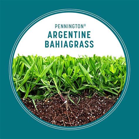 Argentine Bahia Grass Seed Pennington