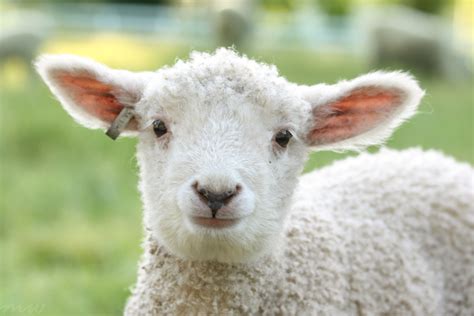 Happy Lamb By Friendfrog On Deviantart