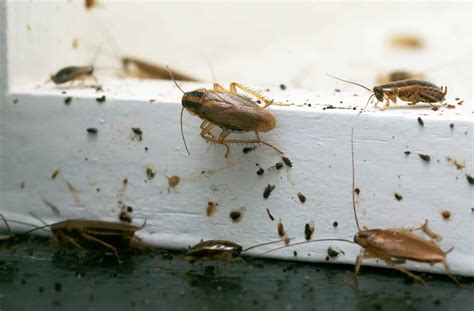 signs of cockroaches how to tell if you have a roach infestation