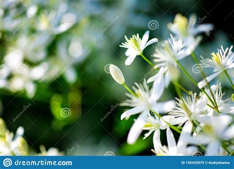 Small White Fragrant Flowers Of Clematis Recta Or Clematis Flammula Or