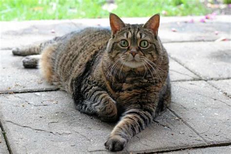 Fats Felines All Of Us Love A ‘chonky Cat However The On Line
