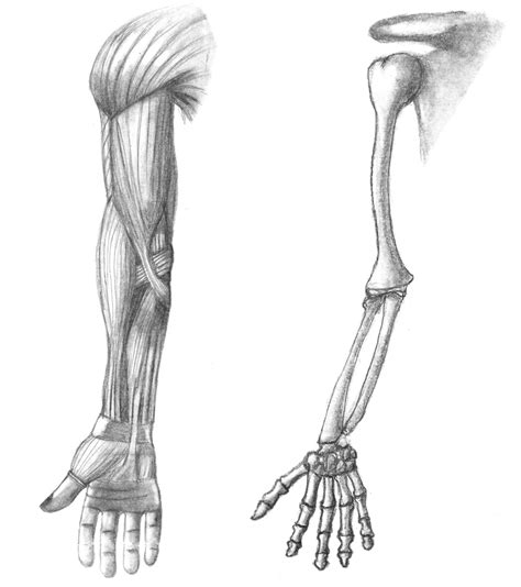 As you can see muscles have tendons mixed with the muscle step 4. Arm muscle and skeletal by Faymara on DeviantArt