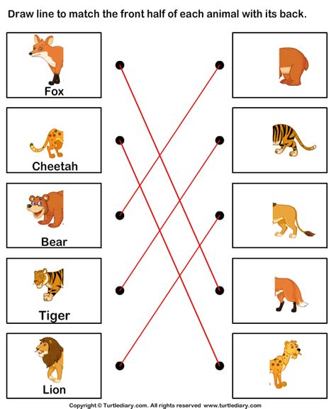 Body Parts Of Animals Worksheet Turtle Diary Animal Body Parts For