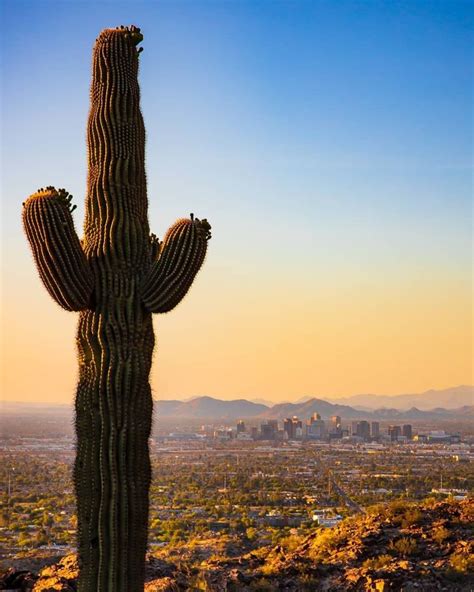 Where To See Saguaro Cactus In Phoenix Scenic Drive Visit Phoenix