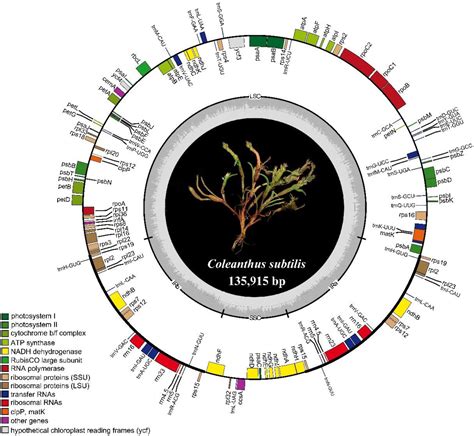 Complete Chloroplast Genome Of Coleanthus Subtilis A Protected Rare