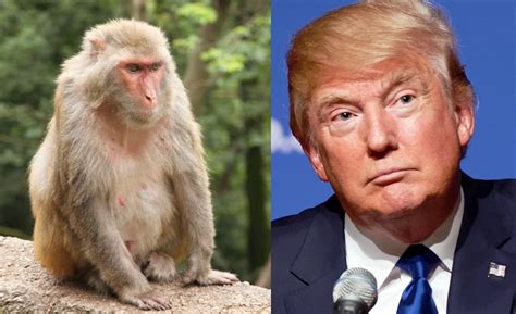 Chinese Monkey Picks Trump For Us President Hong Kong Free Press Hkfp