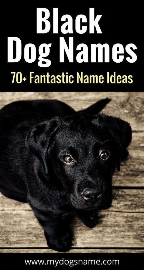 The Ultimate List Of Black Dog Names 70 Fabulous Ideas That Are