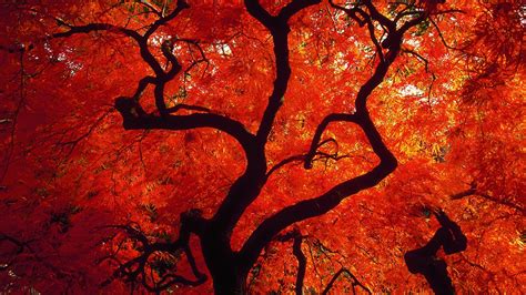 Trees Autumn Season Red Seattle Washington Wallpaper 1920x1080