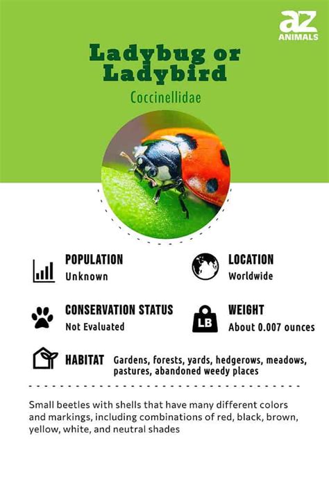 Ladybug Insect Facts A Z Animals