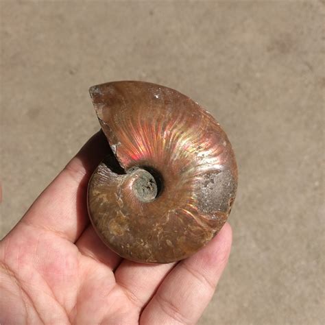 Buy Rainbow90g Natural Conch Ammonite Fossil