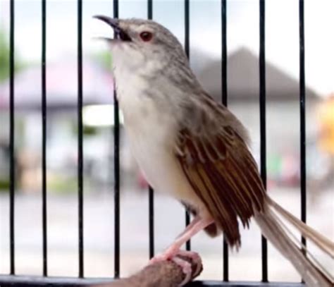 Suara Burung Prenjak Lumut Blog Tentang Burung