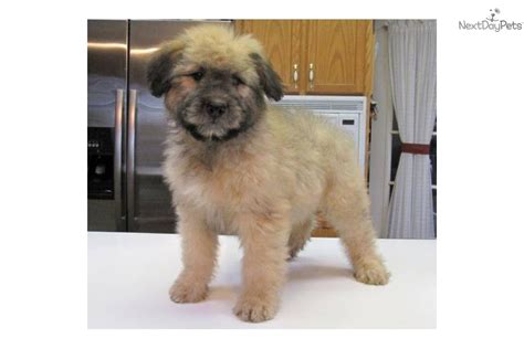 Don't miss what's happening in your neighborhood. Bouvier Des Flandres puppy for sale near Southeast ...