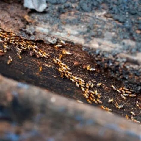How To Get Rid Of Swarms Of Termites In California A Step By Step