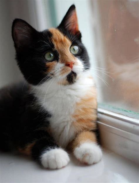 112 Best Calico Cats Images On Pinterest