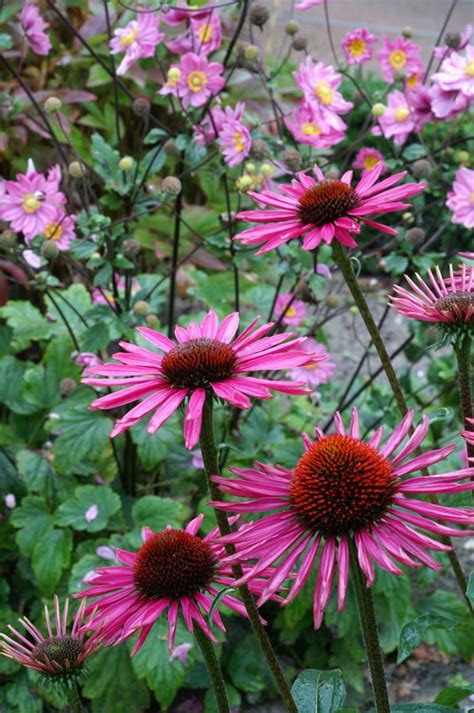 Zum herbstanfang bringen herbstblumen durch ihre wunderschönen blüten ein frohes farbenspiel in den garten oder auf den balkon, wenn viele andere pflanzen bereits verblüht sind. Herbstblumen Bilder Namen - Cartoon-Bild