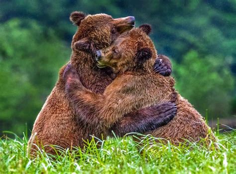 Pin By Pauline Andrew On Bears Bear Grizzly Bear Hug