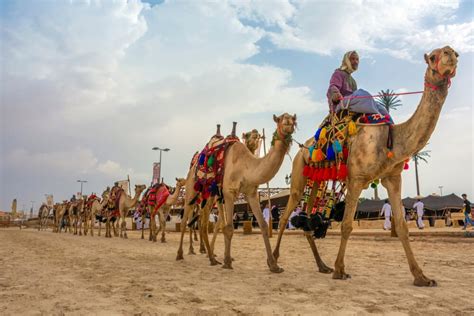 Descubre El Festival De Camellos De Arabia Saudí Mi Viaje