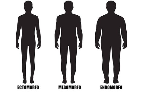 Ectomorfo Endomorfo E Mesomorfo O Mito Do Biotipo Corporal