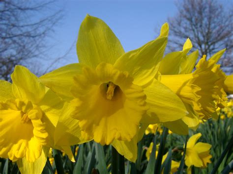 Free Stock Photo Of Daffodil Photoeverywhere