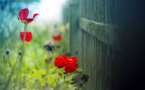 Fence Flowers Red Tulips Hd Desktop Wallpapers 4k Hd