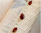 What To Expect After Bed Bug Treatment Images