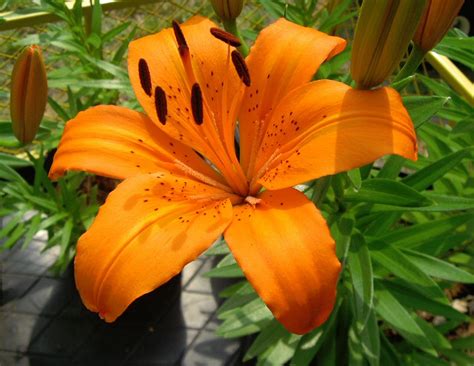 To get the most out of your flowers, pick the flowers as the buds are just beginning to open. Plants & Such: Amaryllis, Orange Lily, and Marigold