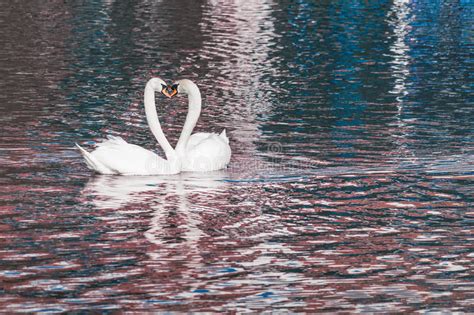 Перевод слова swan, американское и британское произношение, транскрипция, словосочетания, примеры использования. Two Swans Love Heart stock image. Image of shapes, duck ...