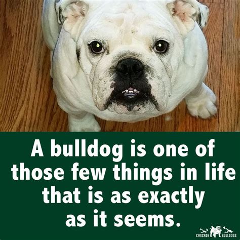 We would like to show you a description here but the site won't allow us. A bulldog is one of those few things in life that is as exactly as it seems. | Bulldog, Bulldog ...