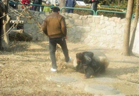 Animals Attack People (44 pics) - Izismile.com