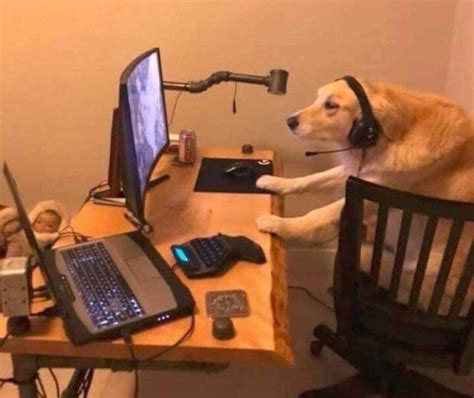 Perro Gamer Dog Games Animals I Love Dogs