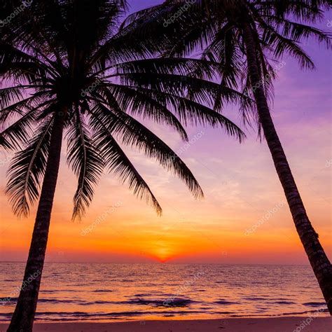 Sunset With Palm Tree Silhouette Photos Cantik