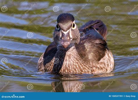 Colorado Wildlife Wood Duck Hen In A Shallow Lake Stock Image Image