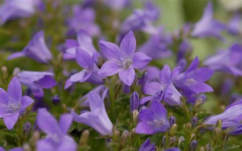 Campanula portenschlagiana, the wall bellflower, is a species of flowering plant in the family campanulaceae, native to the dalmatian mountains in croatia. Campanula portenschlagiana 'Resholt' - Polster-Glockenblume
