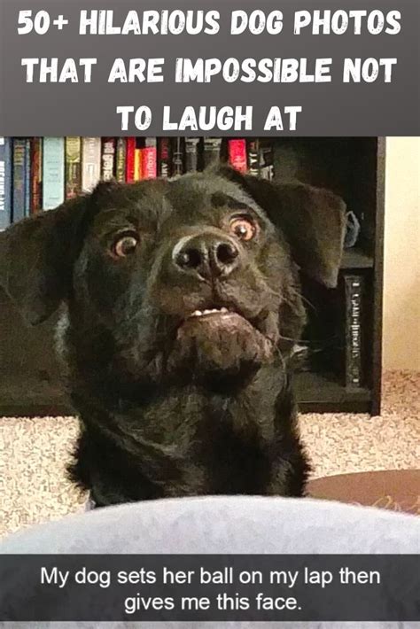 50 Hilarious Dog Photos That Are Impossible Not To Laugh At Funny