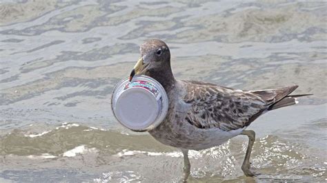 Theres A Stinky Reason Seabirds Eat Plastic Howstuffworks