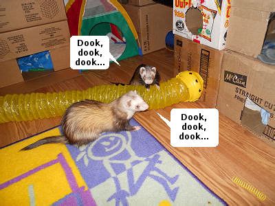 3 diy ferret toy ideas! Plowing Through Life: Homemade Toys For Ferrets