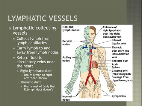 Ppt Peripheral Vascular System And Lymphatic System Powerpoint My Xxx Hot Girl
