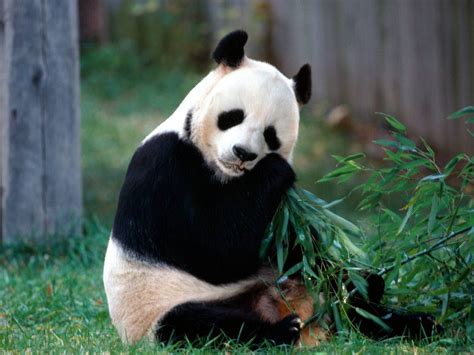Большая панда - пятнистый медведь