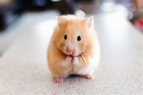 Gambar Gratis Hamster Hewan Peliharaan Hewan Bulu