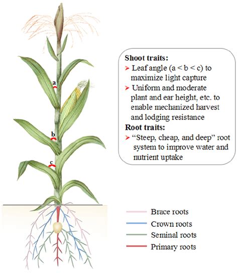 Corn Labeled Parts Of Plant