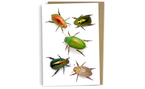 Christmas Beetles Greeting Card Minibeast Wildlife Bug Shop