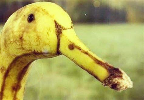 Banane Canard Avec Images Images Drôles Images Droles Humour