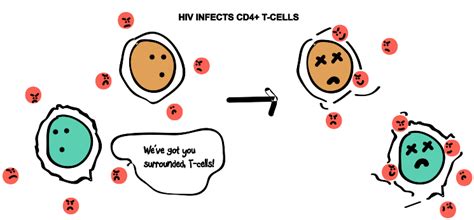 In this stage of infection, hiv is still present in the body and in white blood cells. How Hiv Infects Cells Worksheet - Nidecmege