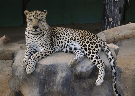 Male Leopard With Strawberry Locks Discovered For First Time In South