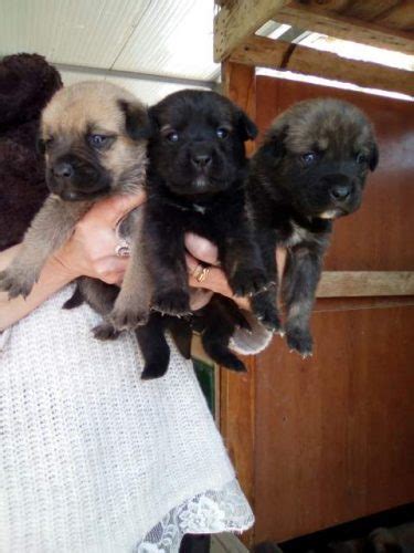 Annunci di animali in vendita a palermo e provincia: Regalo/ adozione cuccioli - Palermo