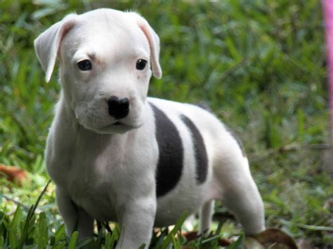 Pitbull Puppies - Wallpaper, High Definition, High Quality, Widescreen