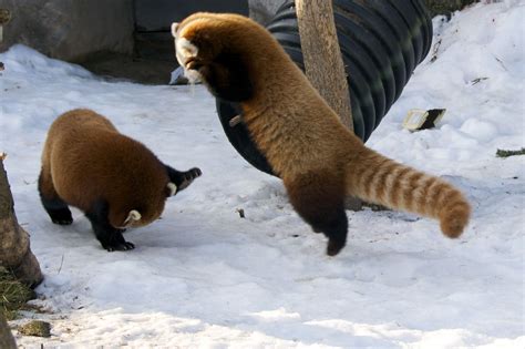 A The Red Pandas Playing Красная панда Панда Животные
