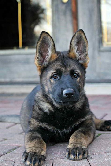 Legacy, whose dad is legend, had a huge head just like kane. Dark Sable German Shepherd Puppies | PETSIDI