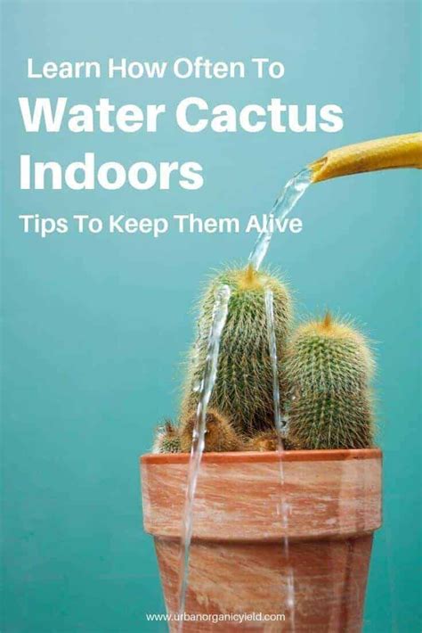 Basically everything we've found online while researching, all the advice and tips, can be. How Often To Water Cactus Indoors (Tips To Keep Them Alive ...